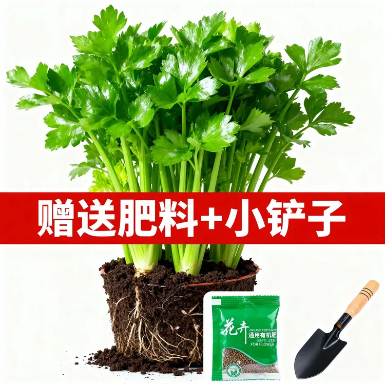  【送肥料工具】西芹苗正宗四季香芹阳台田地盆栽蔬菜秧苗带土易种