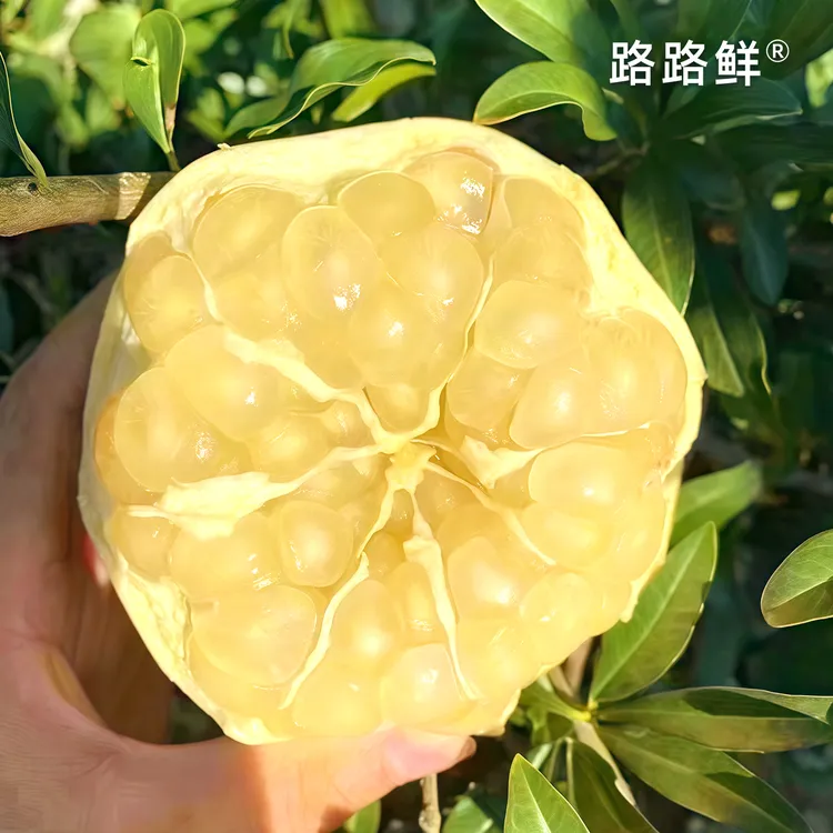 【买8斤送1斤】怀远白玉籽石榴整箱大果当季新鲜中秋礼盒现摘包邮