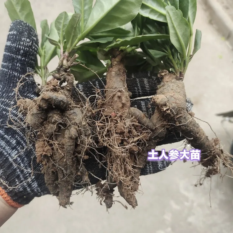 土人参苗飞来参申时花栌兰煮饭花懒人瓦参高丽参苗新鲜根苗易种植