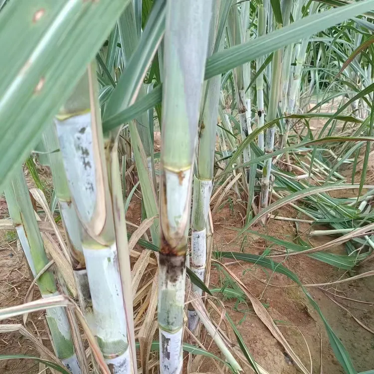 【糖蔗44号】高产多糖正宗牧草王耐寒多年生牧草新鲜种节