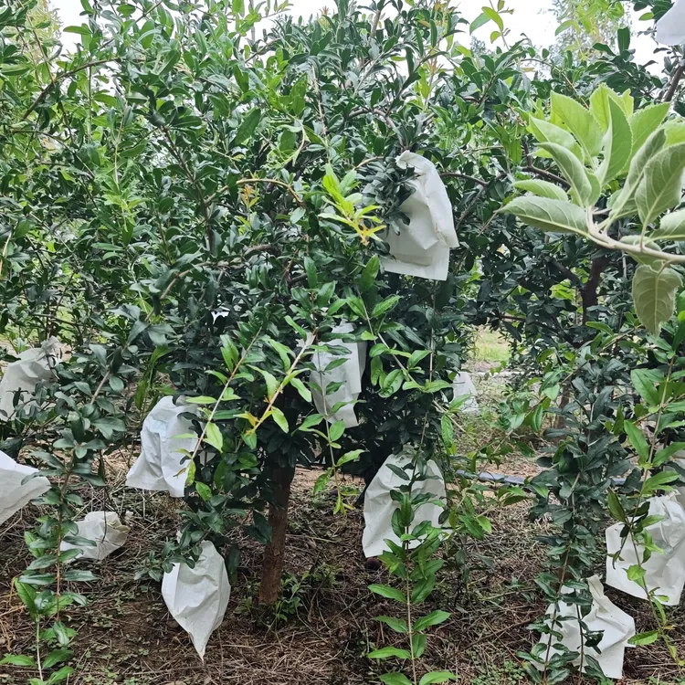 玛丽斯软籽石榴树苗盆栽地栽阳台花盆