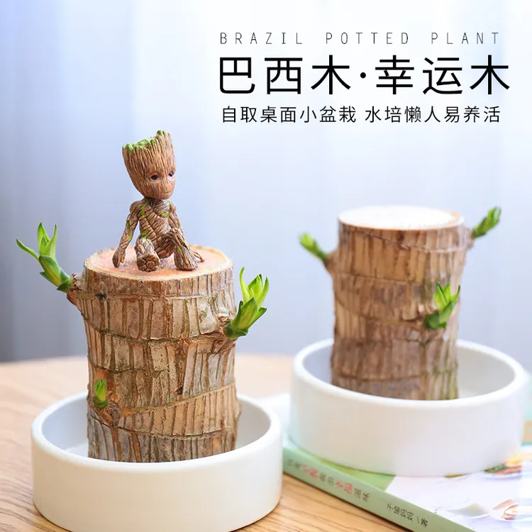 【新疆包邮】巴西木幸运木水养水培室内办公室桌面绿植盆栽