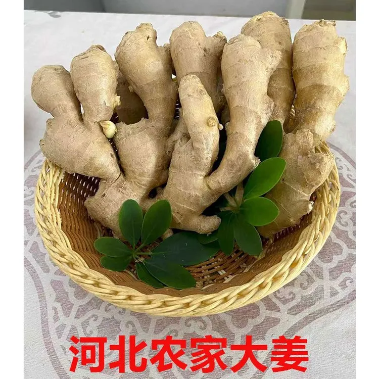 【商超品质】25年新姜大黄姜生姜精品大果无熏硫辛辣味足批发