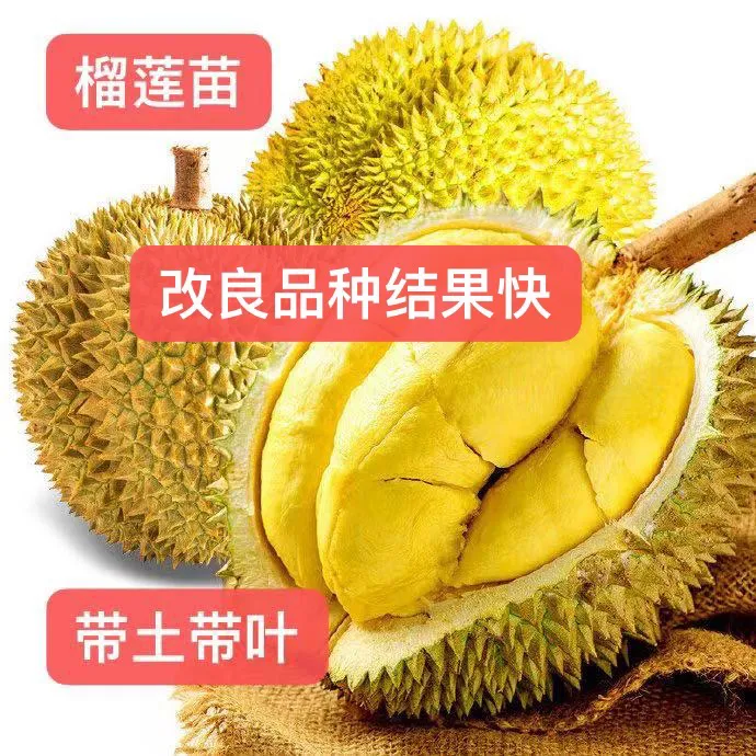 榴莲苗带土带叶金枕 猫山 黑刺