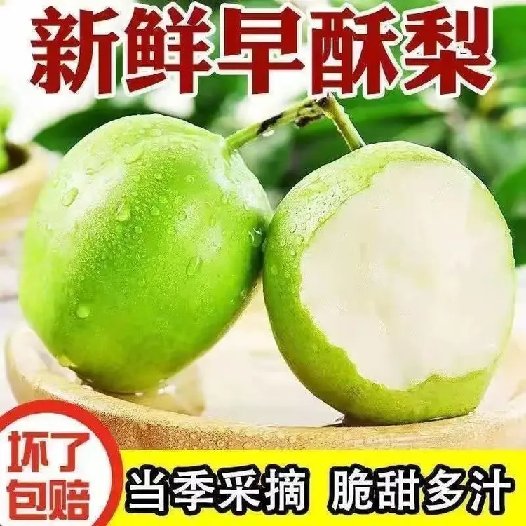 陕西蒲城酥梨青皮早熟梨正宗产地直发农家果园现摘现发早酥梨梨子