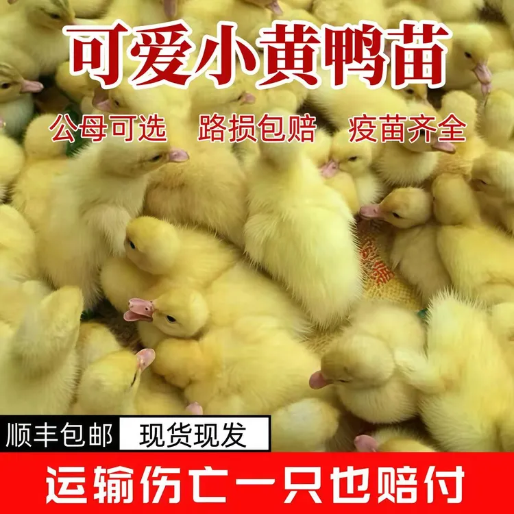 活宠物小黄鸭子活的可达鸭活物柯基鸭观赏鸭科尔鸭仔柯尔鸭幼崽