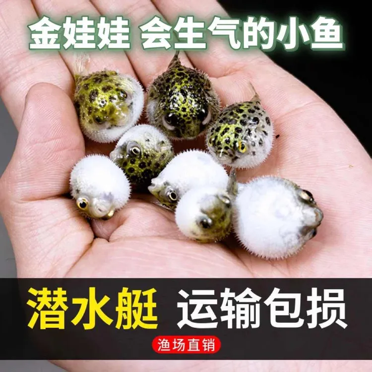 河豚金娃娃淡水观赏鱼潜水艇小型生气鼓肚子斑马狗头鱼巧克力娃娃