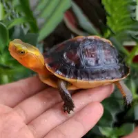 纯种皖西黄缘龟 安缘。人工养殖半水龟 带证发货 新奇宠物