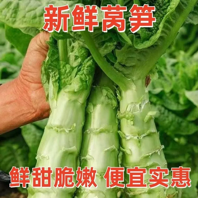 莴笋新鲜现挖莴笋四季农家嫩青笋时令蔬菜绿心莴笋薄皮新鲜莴苣
