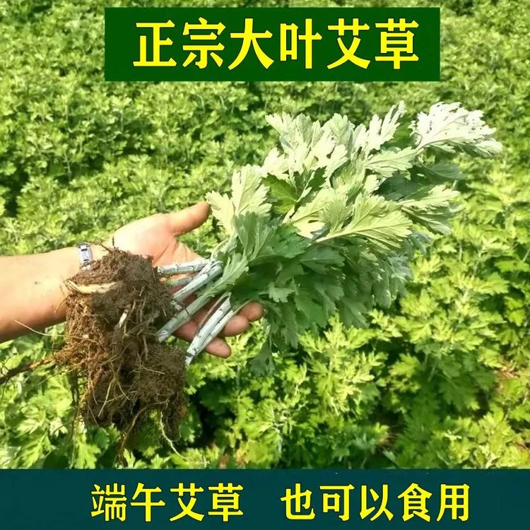 新鲜正宗大叶蕲艾草苗种植纯种端午艾野艾篙种子食用小叶红艾苗