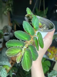 塞尔玛秋海棠室内观叶灌木竹节类阳台庭院植物盆栽耐阴
