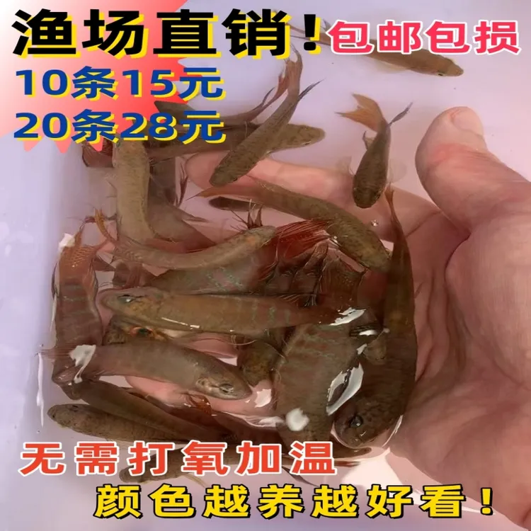 中国斗鱼活体野普红纹普叉冷水淡水好养耐养无需打氧加温观赏鱼