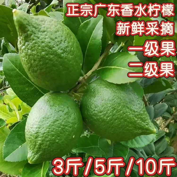 【柠檬之王生鲜店】新鲜采摘正宗广东香水柠檬爆香柠檬茶奶茶店商用