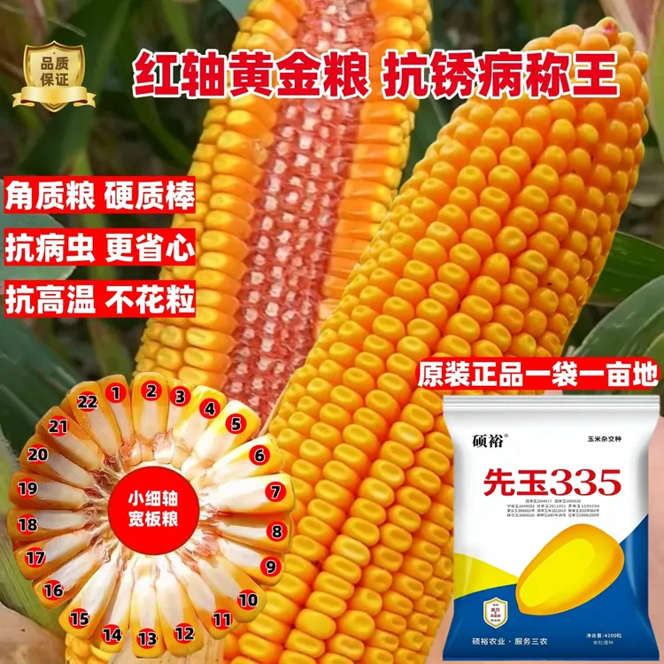 高产玉米种子先玉335紫杆大棒红轴马齿抗倒伏抗病轴细脱水快矮杆商品图