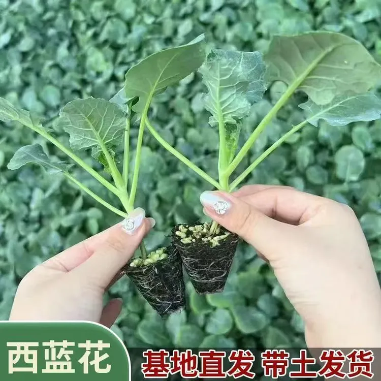 西兰花苗有机花菜苗秧苗蔬菜苗西蓝花秋冬秧苗四季阳台盆栽种子苗
