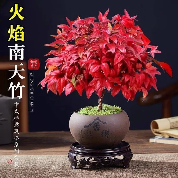 火焰南天竹正宗盆栽观叶喜阳好养易活耐寒绿植书房茶桌老桩微景观