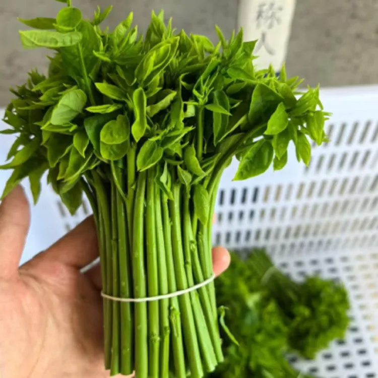 潮汕树仔菜现摘现发篱笆菜野菜五指山野菜