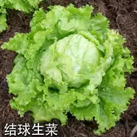 【全店满5元包邮】结球生菜种子圆生菜春夏秋冬四季阳台庭院种植菜