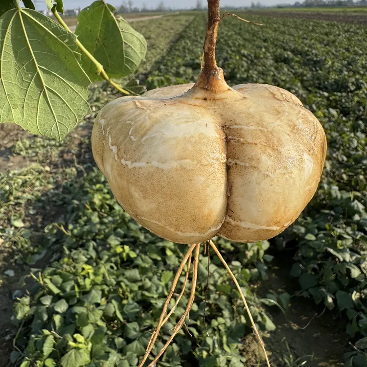 湖北本地凉薯脆甜多汁地瓜蔬菜水果5斤包邮