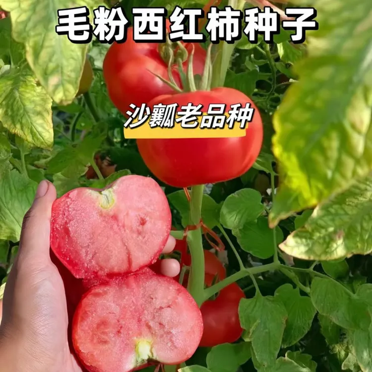 毛粉番茄种子家庭阳台种植盆栽地栽四季可种