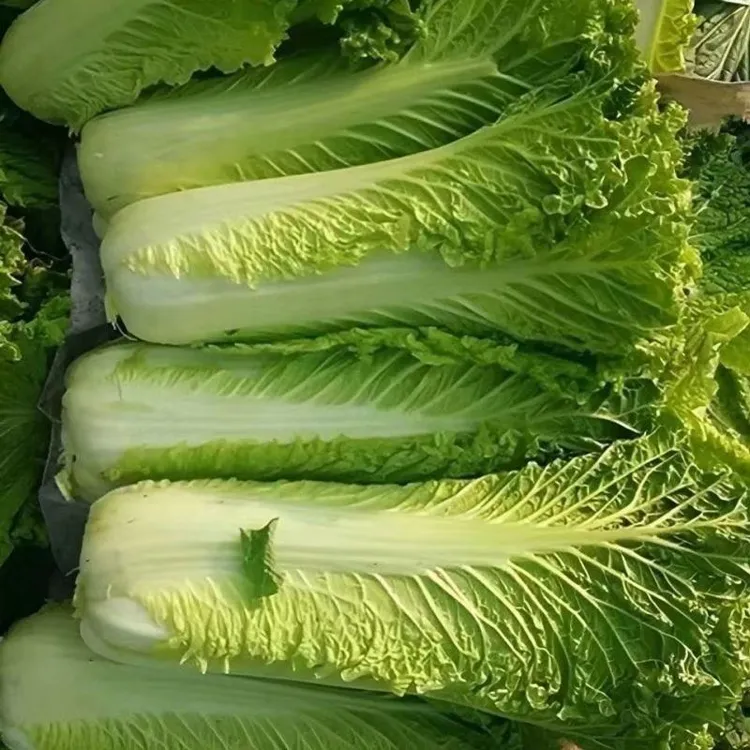 正宗贵州威宁新鲜现砍现发青麻叶白菜大白菜绿色蔬菜农家自种