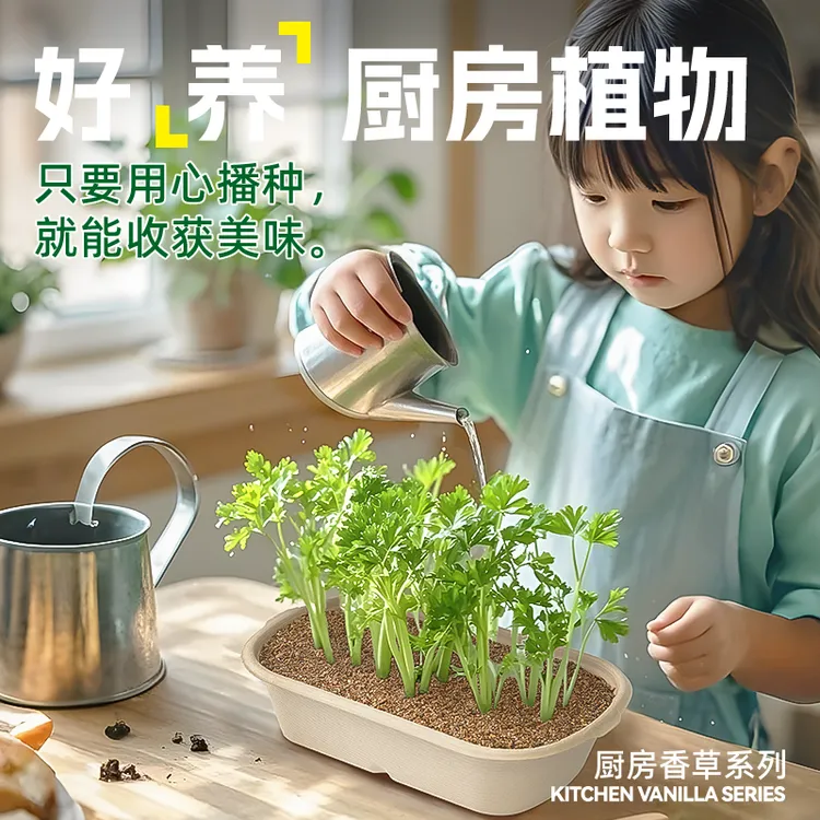 厨房香葱系列可食用盆栽种子土壤种植桌面解压小朋友观赏学习植物