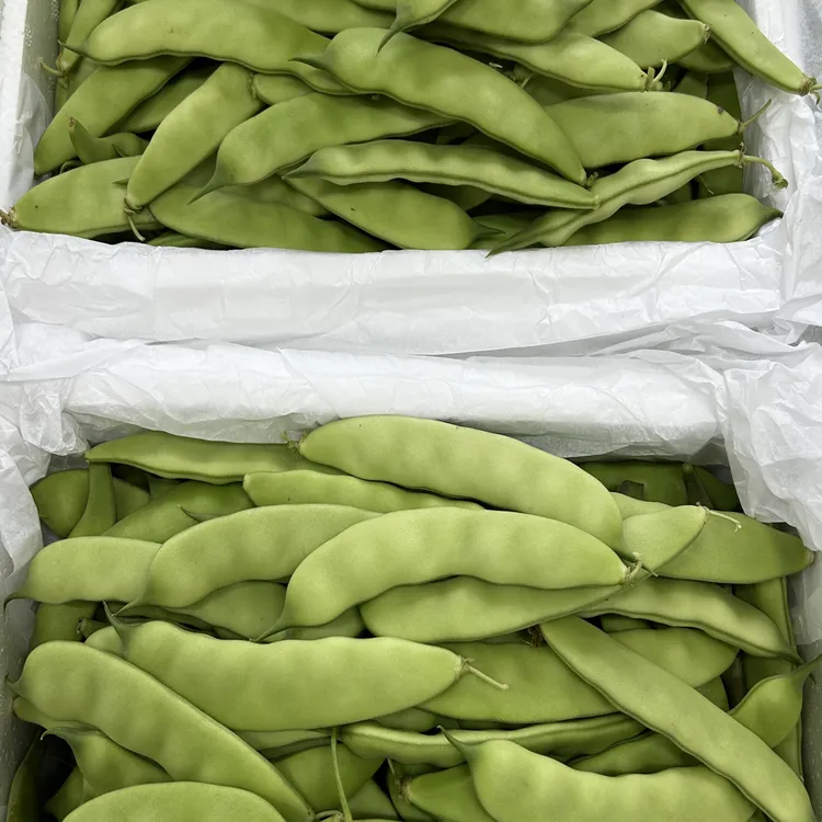 东北吉林九月青油豆角新鲜采摘顺丰包邮
