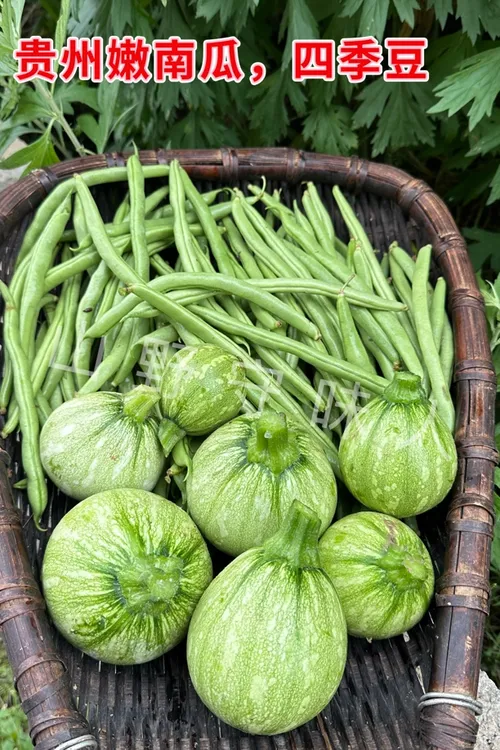 贵州省汤素瓜豆汤长藤嫩小南瓜四季豆组合新鲜营养清甜现摘现发