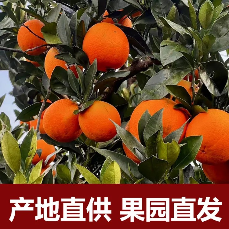 正宗云阳纽荷尔脐橙新鲜当季水果现摘现发汁水充足
