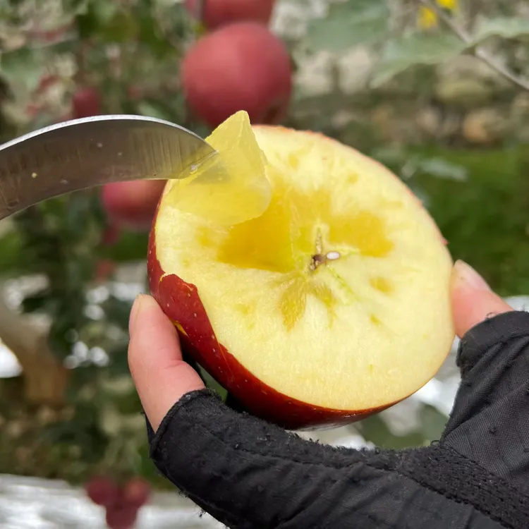 正宗云南昭通洒渔糖心丑苹果自家种植新鲜采摘脆甜多汁