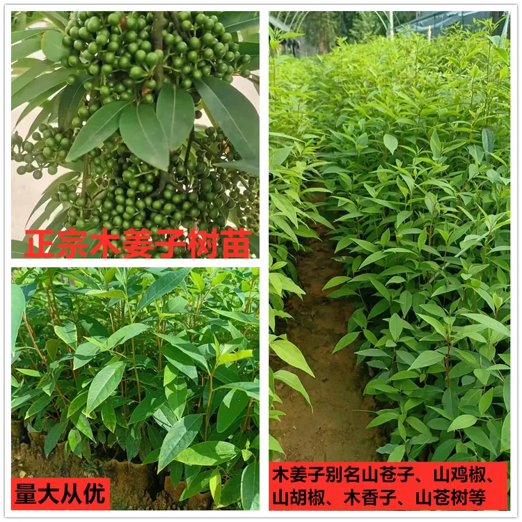 广西正宗高产木姜子山苍子山鸡椒木香子山苍树山胡椒营养袋苗包邮