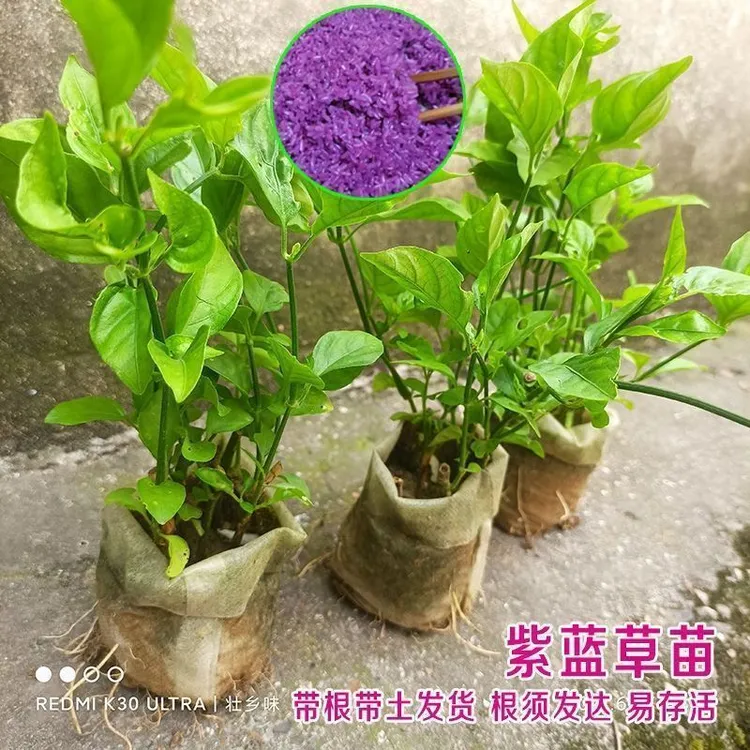 广西纯天然五色糯米饭种苗紫兰草种苗红蓝草种苗紫蓝草苗一袋包邮