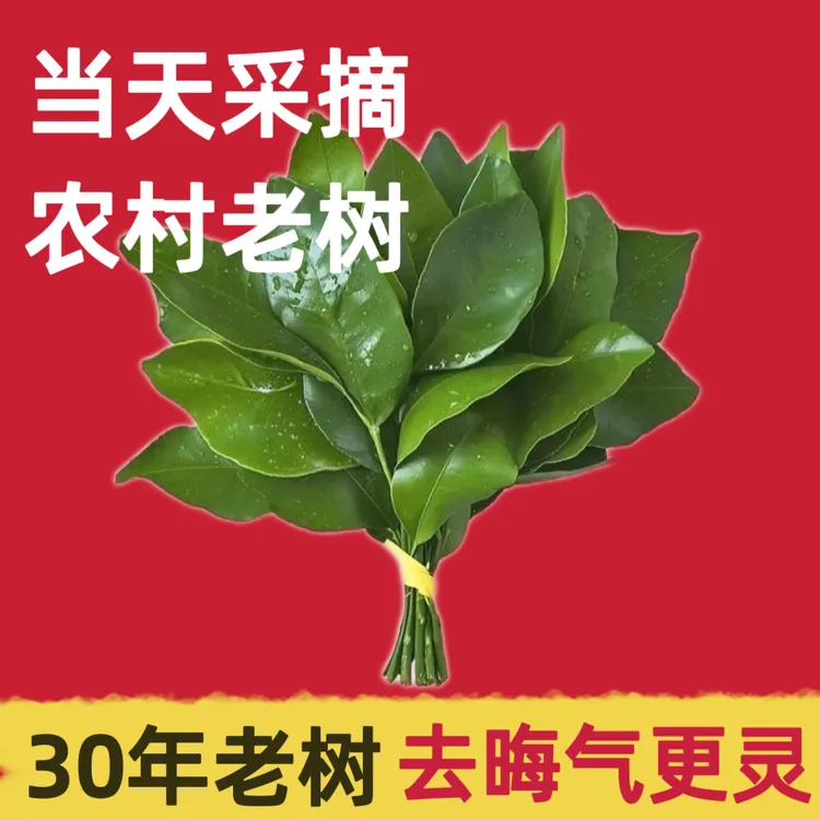 新鲜去晦气柚子叶碌柚叶带枝老树祈福乔迁沐浴洗澡开运中高考