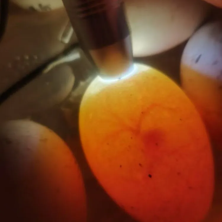 新鲜鹅蛋正宗农家散养土鹅蛋整箱发货70-100克孕妇宝宝营养