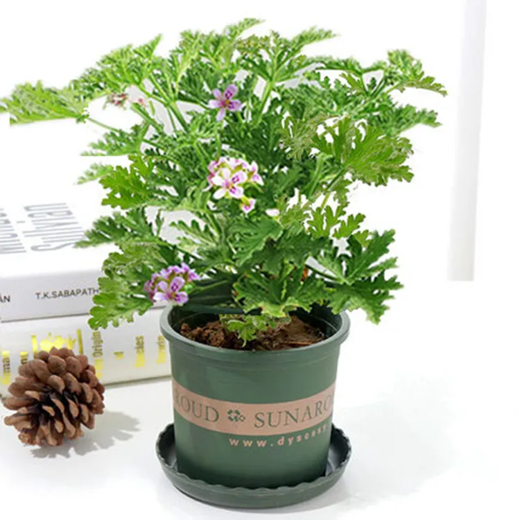 驱蚊柠檬薄荷盆栽香叶天竺葵吸甲醛异味四季开花常青绿植懒人花卉