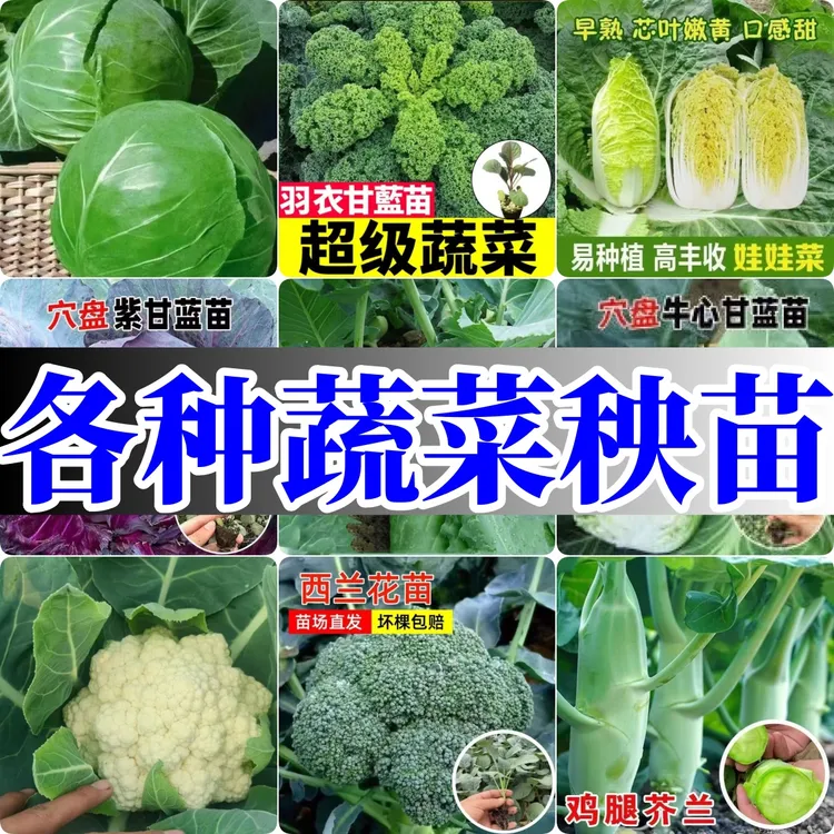 优质蔬菜苗牛心甘蓝白菜有机花菜秧苗冬季耐寒阳台盆栽早熟基地