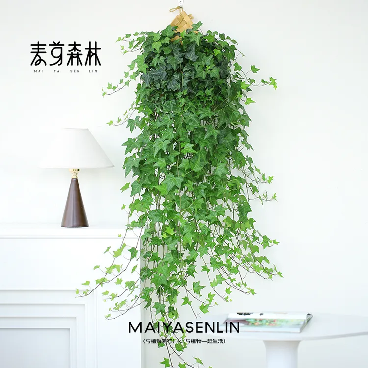 【枫叶爆款】常春藤爬藤垂吊绿植物观叶精选四季常青挂墙室内新手
