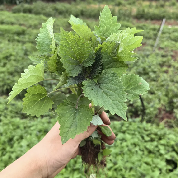 四川新鲜藿香苗鱼香盆栽食用川霍香树苗种子嫩苗老苗现挖带土盆栽