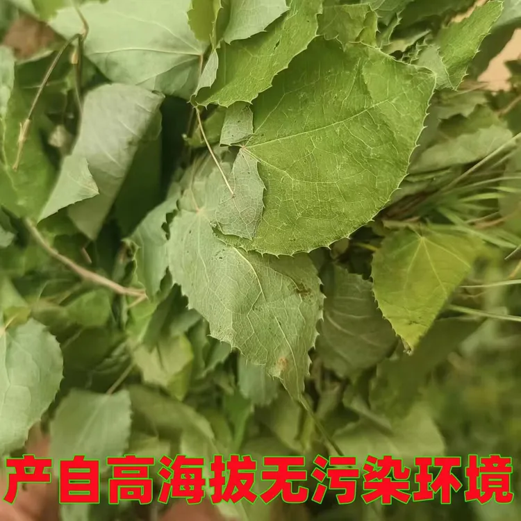 甘肃小叶子小园叶三支九叶草羊爱草淫羊藿专拍链接可搭配枸杞