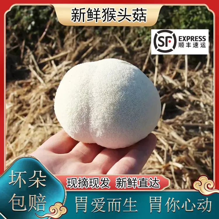 2025头茬新鲜猴头菇古田特产当季食用非干货适合煲汤火锅鲜嫩爽口