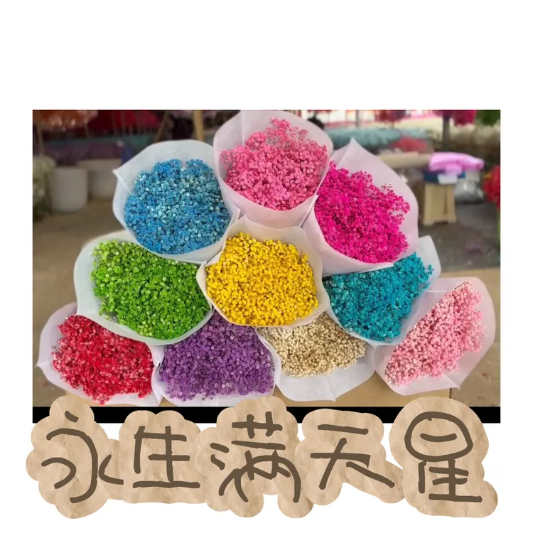 永生满天星干花满天星花头饱满颜色均匀适合节日花束鲜花送礼