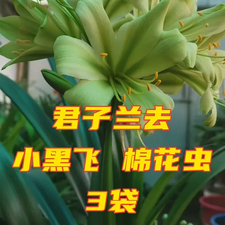 君子兰去小黑飞棉花虫（3袋）