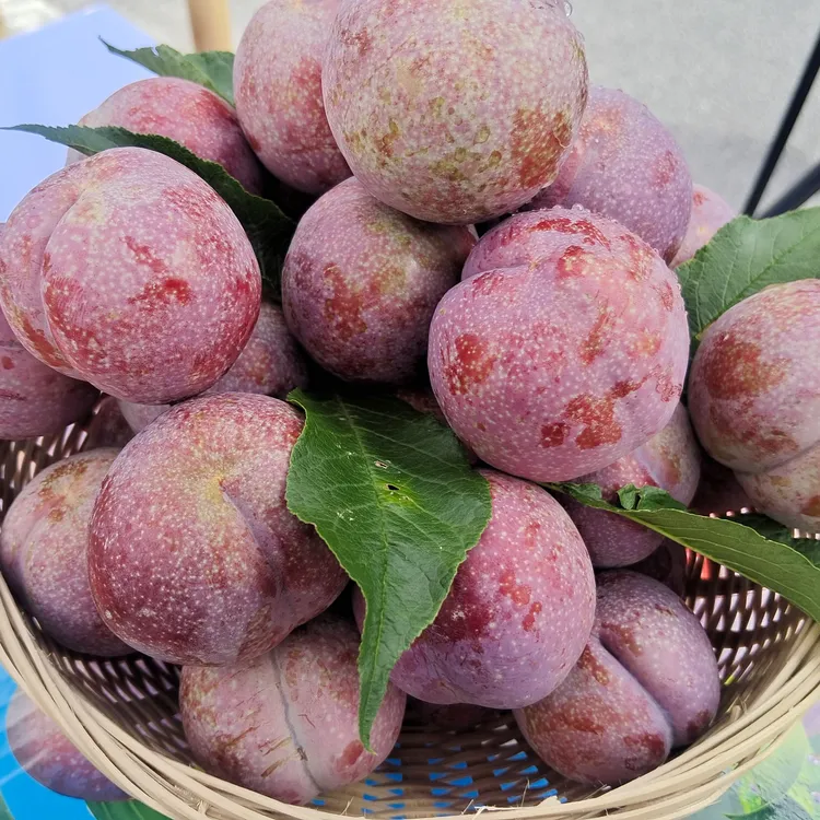 甄选商超品质正宗广西红心三华李新鲜现摘当季酸脆水果鲜爽多汁