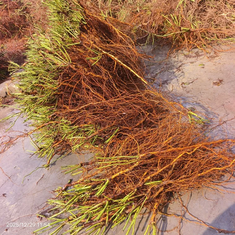 蔷小薇无刺蔷薇实生根牙签苗小苗嫁接月季砧木盆景提根素材白花