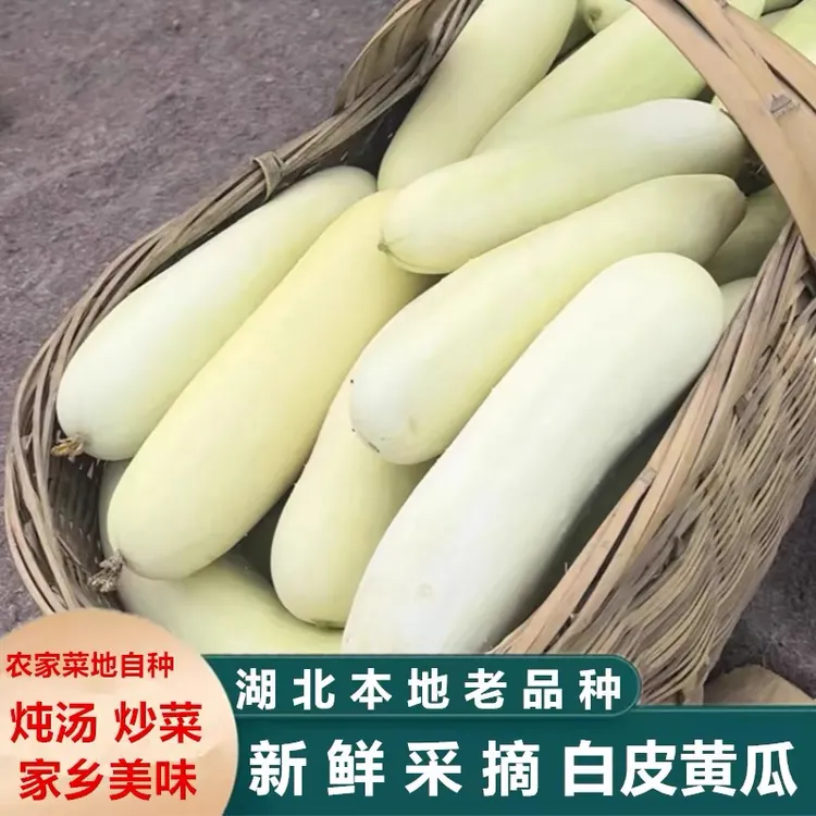 【吴鑫自营】湖北露天老品种白黄瓜 清炒 凉拌 炖汤 3斤 5斤包邮