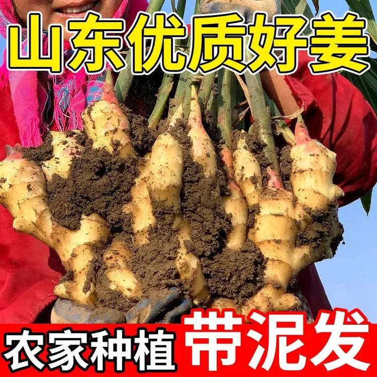 山东脆嫩鲜姜带泥发货现挖先发产地直发