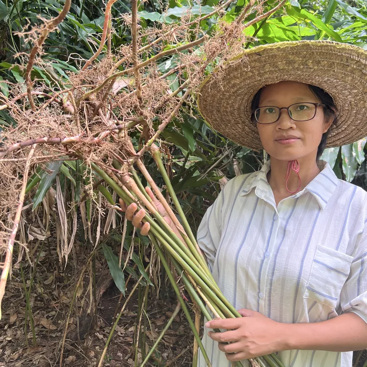 广东阳春新鲜春砂仁根现摘现发煲鸡汤优选