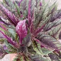 【五袋包邮】红柳叶苋菜种籽孑鲜嫩花红苋尖叶紫苋菜种子庭院蔬