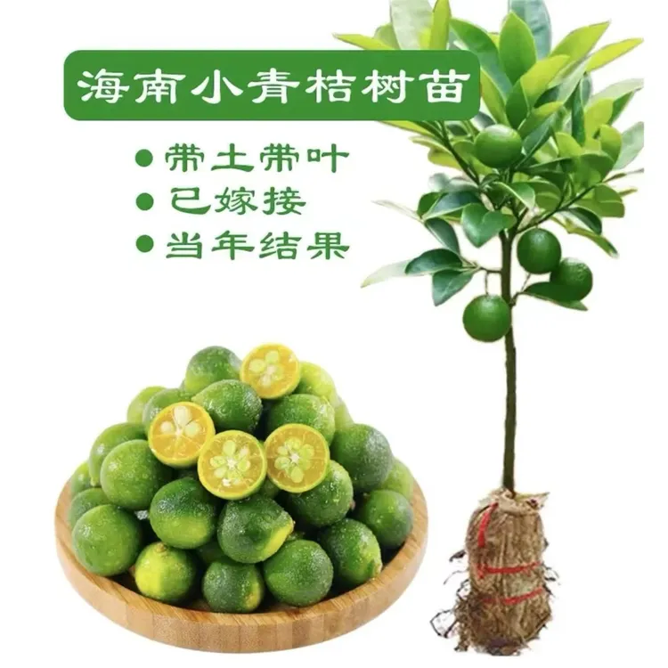 带果正宗海南小青柠树苗四季结果嫁接小青柠苗盆栽阳台地栽庭院种