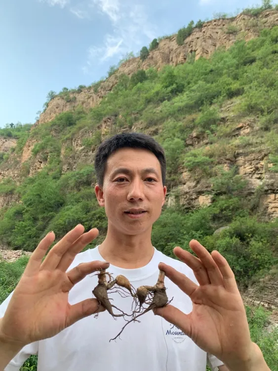 正宗 深山草乌附子 乌头 夏 甘遂